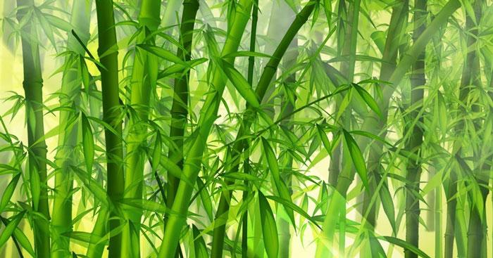 Soạn bài Cây tre Việt Nam - Ngữ văn lớp 6 trang 95 sách Kết nối tri thức tập 1: Hướng dẫn chi tiết và sâu sắc