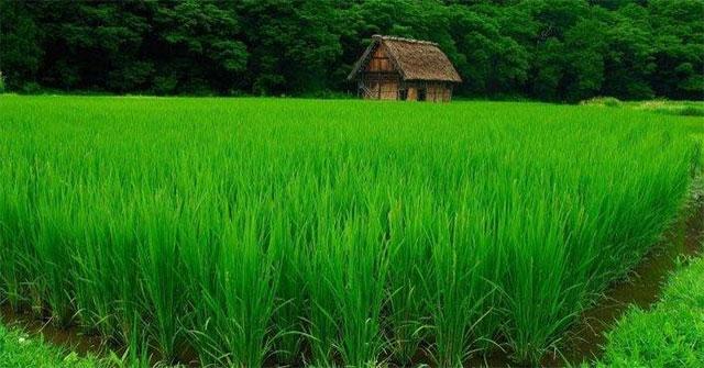 Bài Văn Mẫu Lớp 6: Tâm Sự Của Cây Lúa - Kể Chuyện Đời Thường Đầy Cảm Xúc
