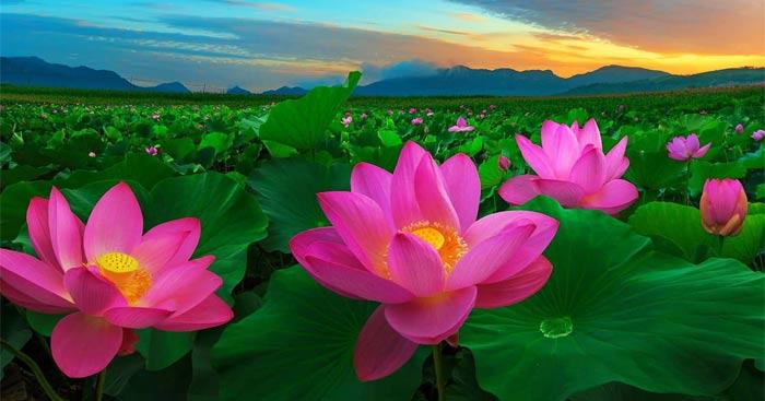Gợi ý một số bài thơ Đường luật đã học hoặc đọc qua, hỗ trợ soạn bài 'Bảo kính cảnh giới' trong sách Kết nối tri thức 10.